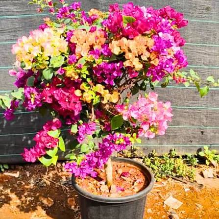 The Ultimate Guide to Growing, Care, and Styling Multicolor Bougainvillea