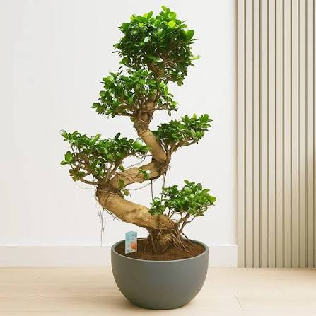 The Art and Care of the S Shape Ficus Bonsai Tree